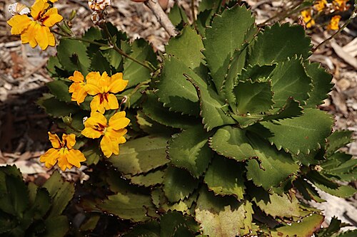 Goodenia brendannarum: Goodenia brendannarum in the Mount Annan Botanic Gardens, Campbelltown, New South Wales
