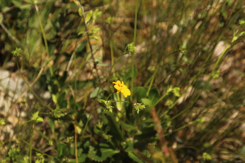 Goodenia brendannarum (Goodenia brendannarum)