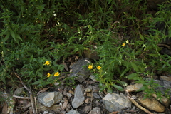 Goodenia brendannarum (Goodenia brendannarum)