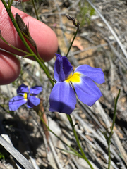 Goodenia caerulea (Goodenia caerulea)