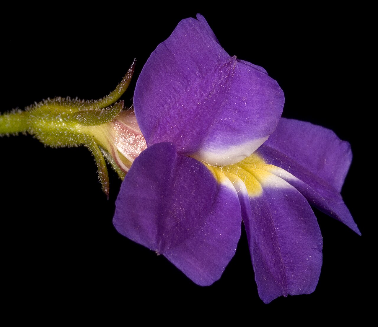 Goodenia caerulea: KRT3892