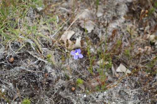 Goodenia caerulea (Goodenia caerulea)