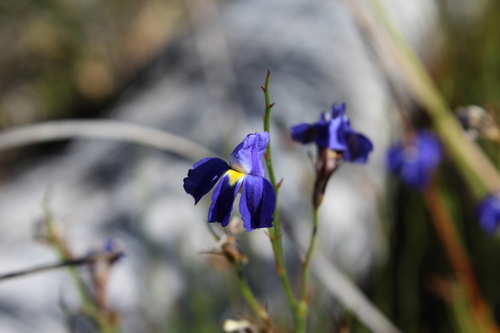 Goodenia caerulea (Goodenia caerulea)