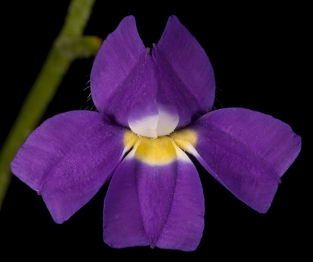 Goodenia caerulea: KRT3892