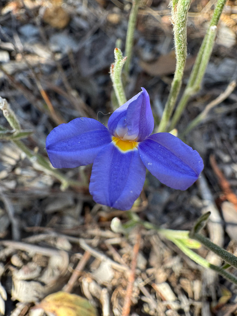 Goodenia caerulea (Goodenia caerulea)