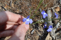 Goodenia caerulea (Goodenia caerulea)