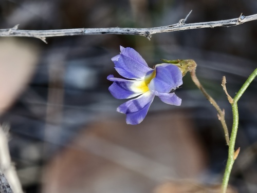 Goodenia caerulea (Goodenia caerulea)