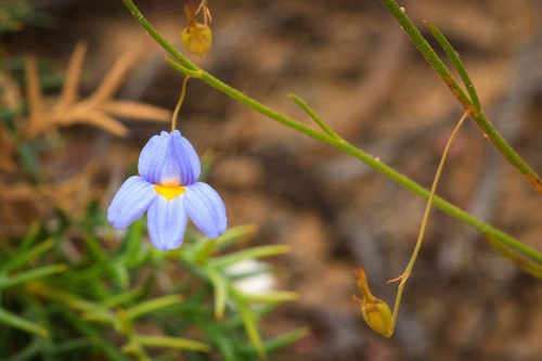 Goodenia caerulea (Goodenia caerulea)