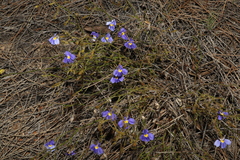 Goodenia caerulea (Goodenia caerulea)