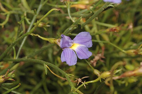 Goodenia caerulea: Goodenia coerulea in the Australian National Botanic Gardens