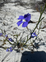 Goodenia caerulea (Goodenia caerulea)