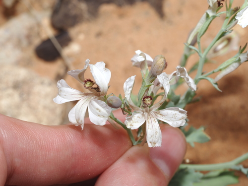 Goodenia calcarata (Goodenia calcarata)