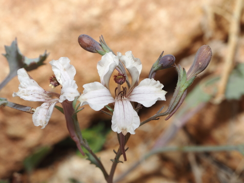Goodenia calcarata (Goodenia calcarata)