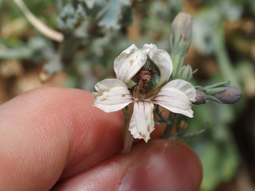 Goodenia calcarata (Goodenia calcarata)