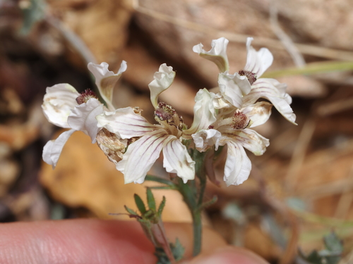 Goodenia calcarata (Goodenia calcarata)