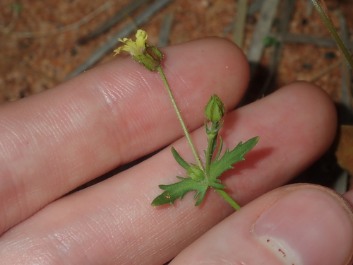 Goodenia capillosa (Goodenia capillosa)