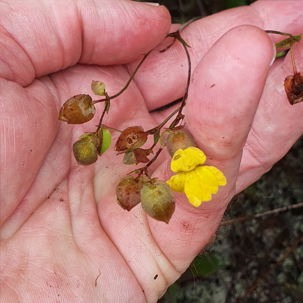 Goodenia caroliniana (Goodenia caroliniana)