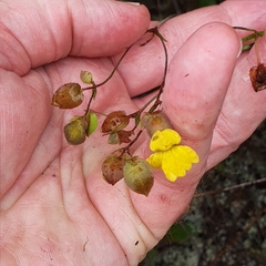 Goodenia caroliniana (Goodenia caroliniana)
