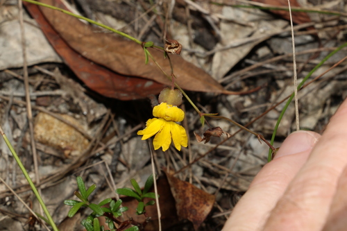 Goodenia caroliniana (Goodenia caroliniana)