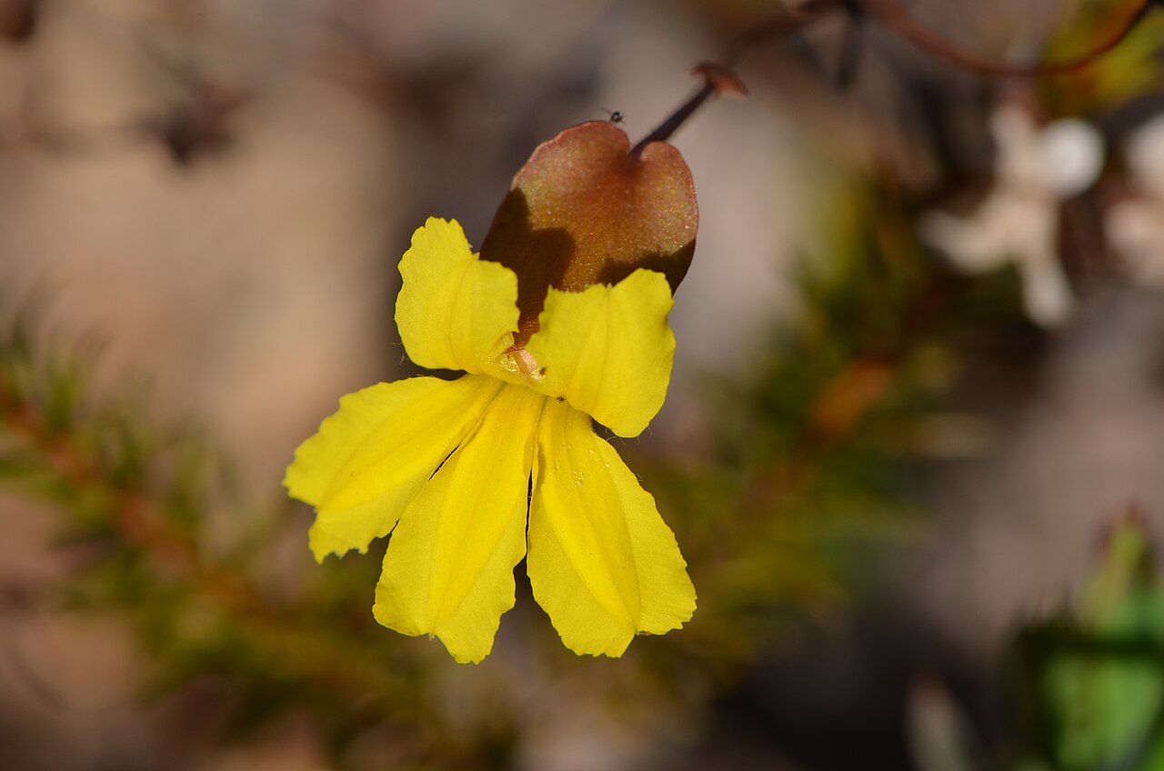 Goodenia caroliniana: Velleia lyrata First described by Robert Brown in 1810 in Prodromus florae Novae Hollandiae (p.580) on the Basin Track, Kuringai Chase National Park, New South