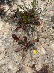 Goodenia caroliniana (Goodenia caroliniana)