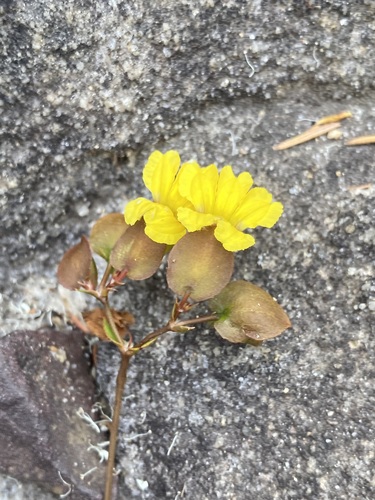 Goodenia caroliniana (Goodenia caroliniana)