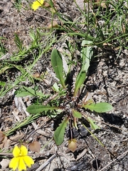 Goodenia caroliniana (Goodenia caroliniana)