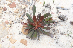 Goodenia caroliniana (Goodenia caroliniana)