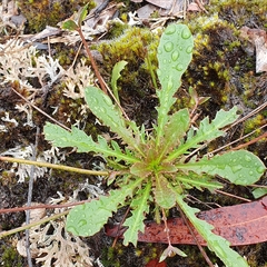 Goodenia caroliniana (Goodenia caroliniana)