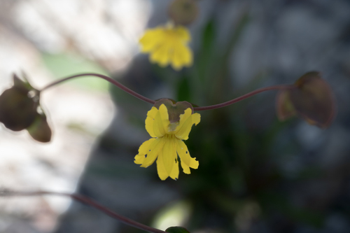 Goodenia caroliniana (Goodenia caroliniana)