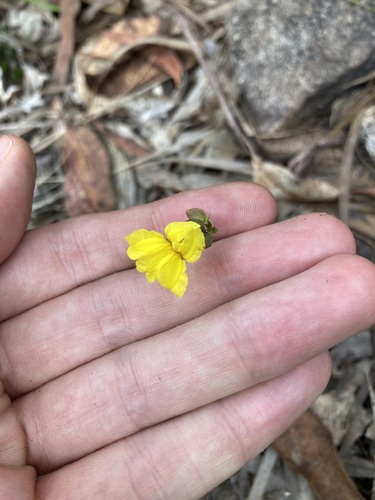 Goodenia caroliniana (Goodenia caroliniana)