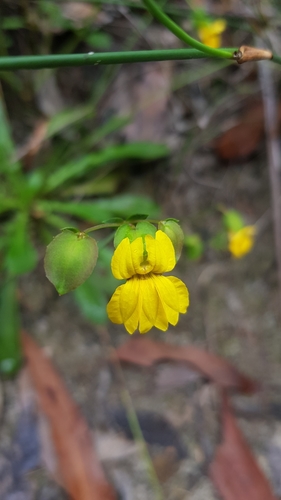 Goodenia caroliniana (Goodenia caroliniana)