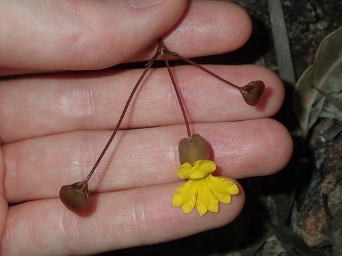 Goodenia caroliniana (Goodenia caroliniana)