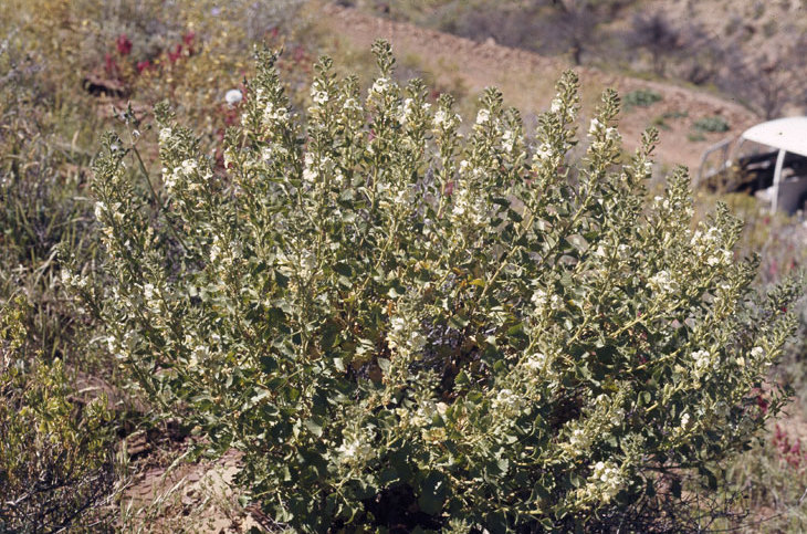Goodenia chambersii: Goodenia chambersii at Mount Rose, South Australia