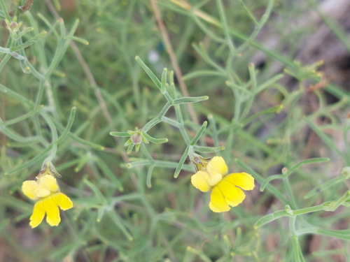 Goodenia cirrifica (Goodenia cirrifica)