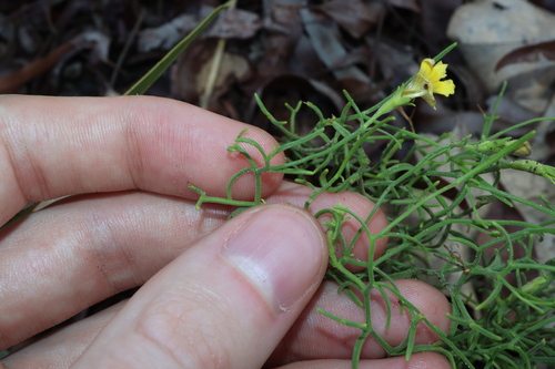 Goodenia cirrifica (Goodenia cirrifica)
