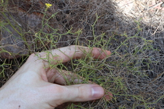 Goodenia cirrifica (Goodenia cirrifica)