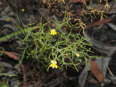 Goodenia cirrifica (Goodenia cirrifica)