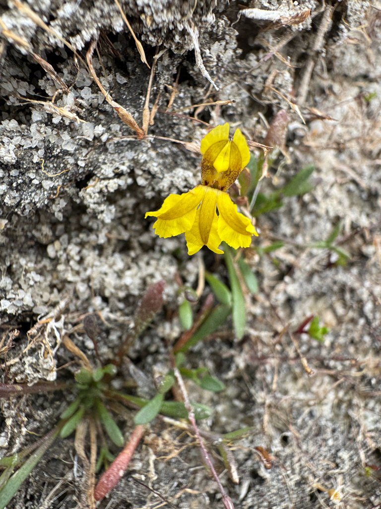 Goodenia claytoniacea (Goodenia claytoniacea)