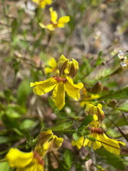 Goodenia claytoniacea (Goodenia claytoniacea)