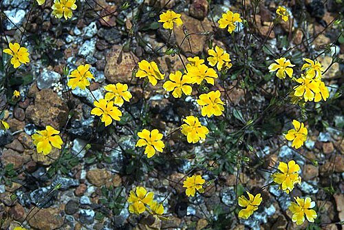 Goodenia claytoniacea: Goodenia claytoniacea in Pemberton, Western Australia