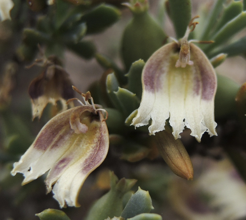 Goodenia collaris: This species is now known as Goodenia collaris