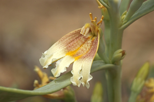 Goodenia collaris (Goodenia collaris)