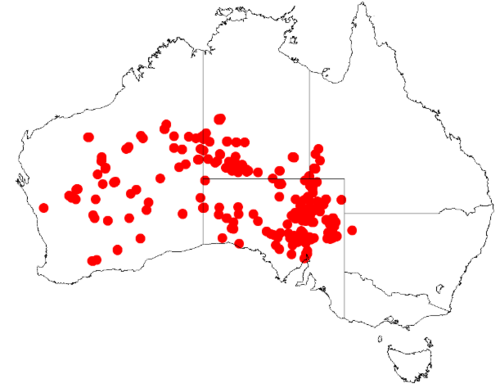 Goodenia collaris: Scaevola collaris occurrence data from Australasian Virtual Herbarium downloaded 12 May 2019