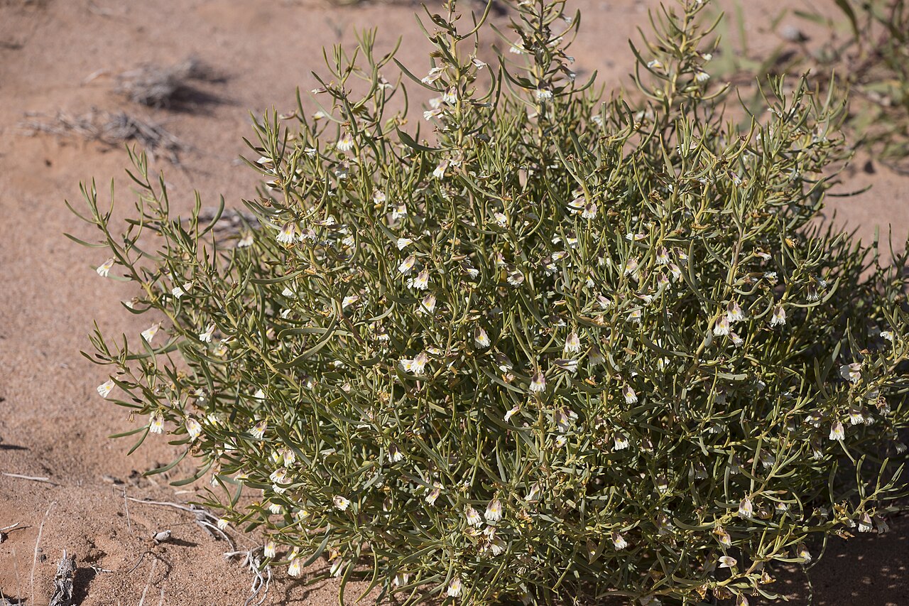 Goodenia collaris: Scaevola collaris