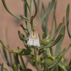 Goodenia collaris (Goodenia collaris)