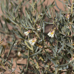 Goodenia collaris (Goodenia collaris)