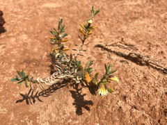 Goodenia collaris (Goodenia collaris)