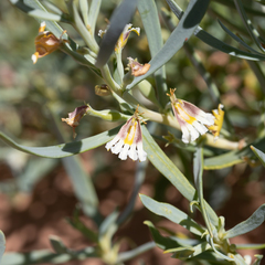 Goodenia collaris (Goodenia collaris)