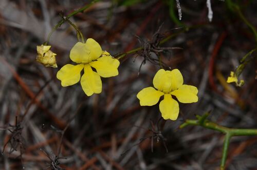 Goodenia concinna (Goodenia concinna)